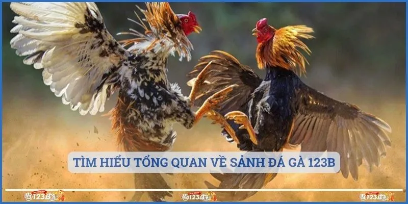 Tìm hiểu tổng quan về sảnh đá gà 123b