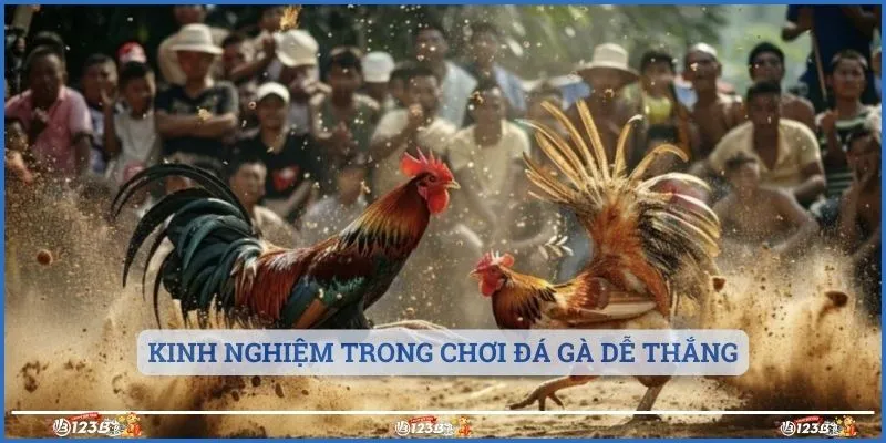 Kinh nghiệm trong chơi đá gà dễ thắng