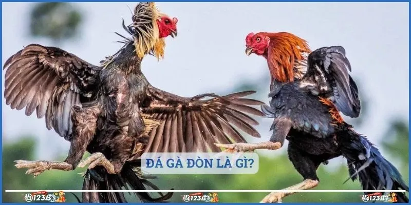 Đá gà đòn là gì?