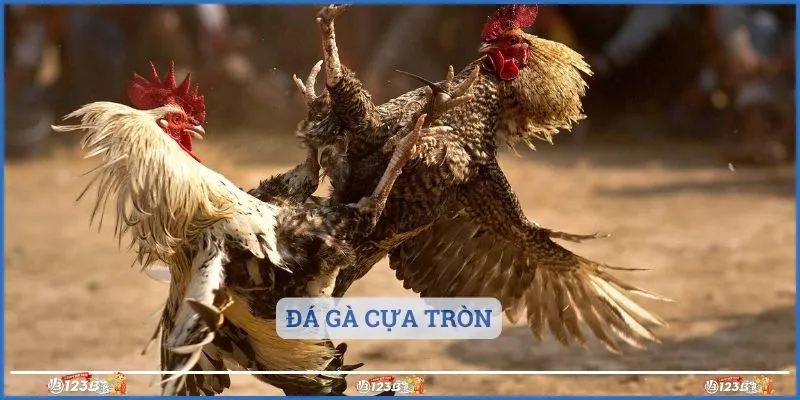 Đá gà cựa tròn