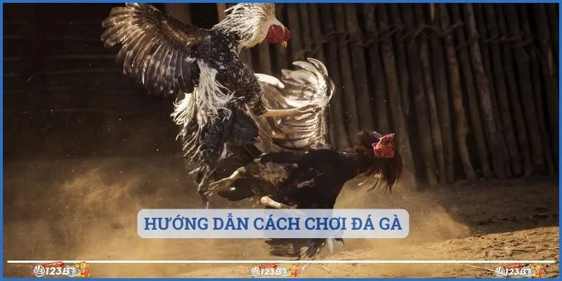 Hướng dẫn cách chơi đá gà