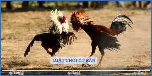 Luật chơi cơ bản