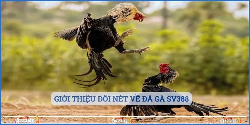 Giới thiệu đôi nét về đá gà SV388