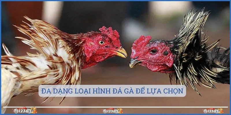 Đa dạng loại hình đá gà để lựa chọn