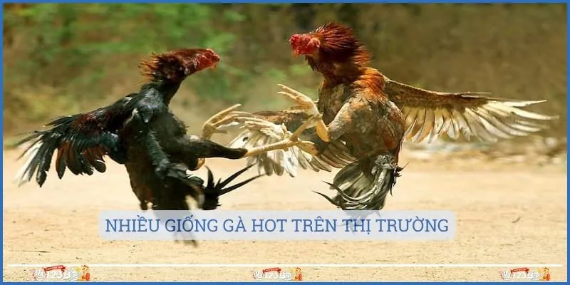 Nhiều giống gà hot trên thị trường