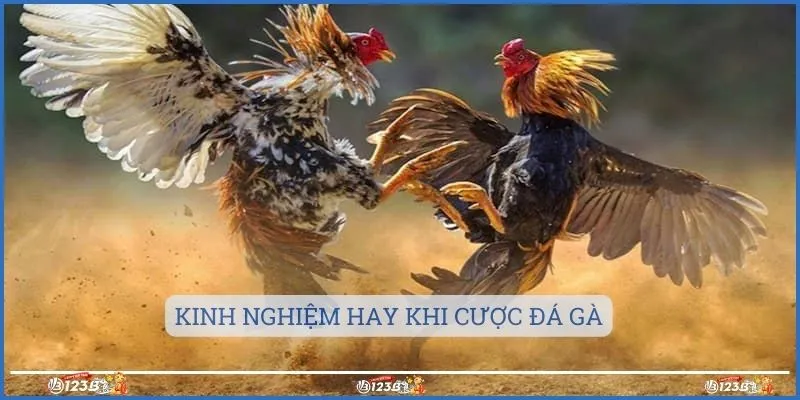 Kinh nghiệm hay khi cược đá gà