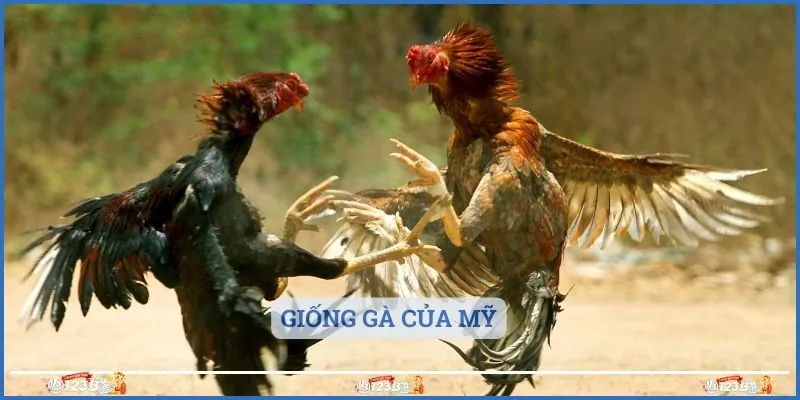 Giống gà của Mỹ