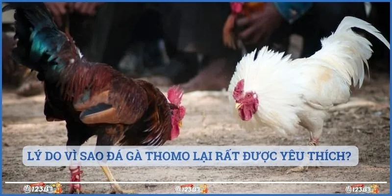 Lý do vì sao đá gà thomo lại rất được yêu thích? 